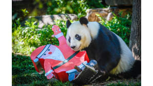Wang Wang panda sai jouluherkkuja Adeleinen eläintarhassa Australiassa 22. joulukuuta.