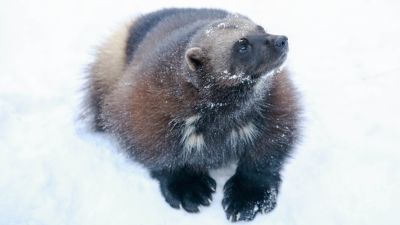 Озон Интернет Магазин Череповец Фигурка Росомахи Озон Интернет Магазин Череповец Фигурка Росомахи