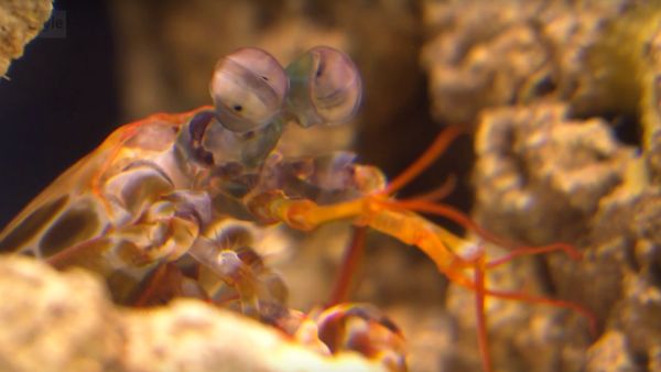 Sirkkaäyriäinen, Odontodactylus scyllarus sirkkaäyriäinen