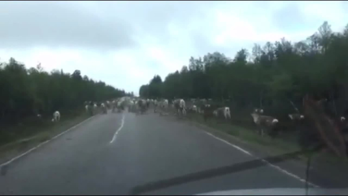 Räkkä eli hyönteisten joukkoesiintyminen ajaa porot tielle