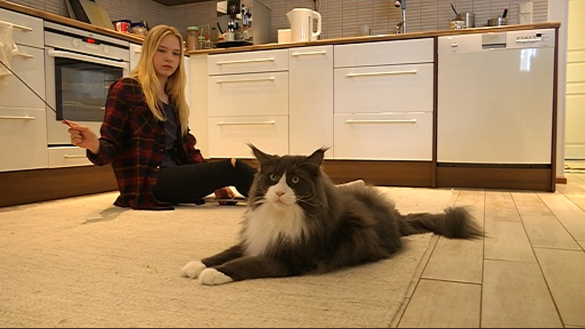 Tyttö leikkii kissan kanssa