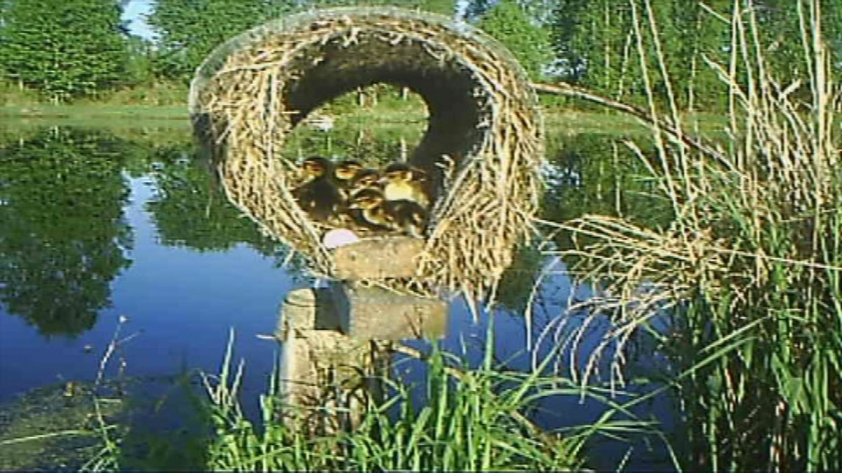 Sorsanpoikasia tekopesässä, riistakamera kuvaa