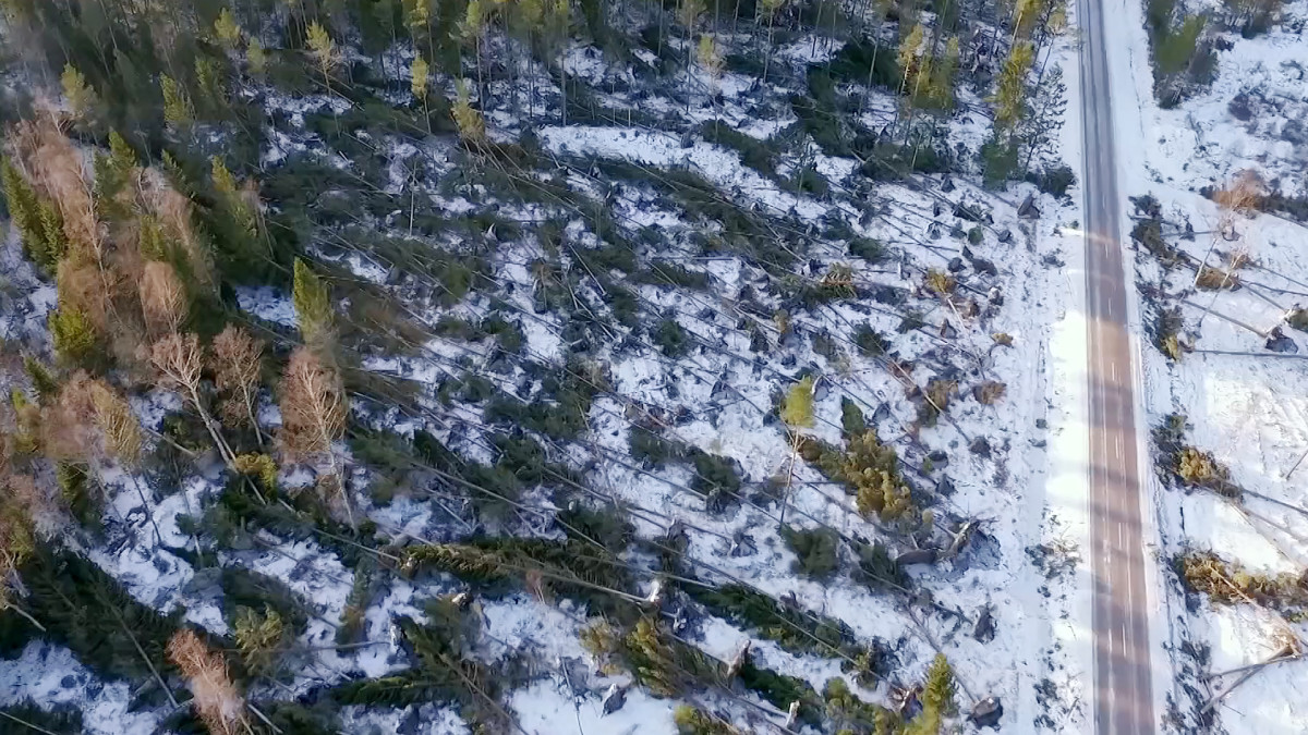 Myrskyssä kaatunutta metsää Ahvenanmaalla.