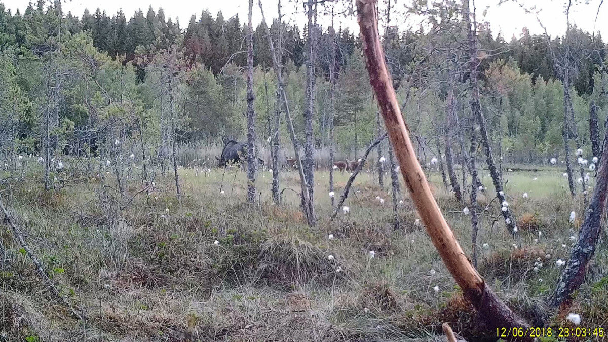 Hirviä.