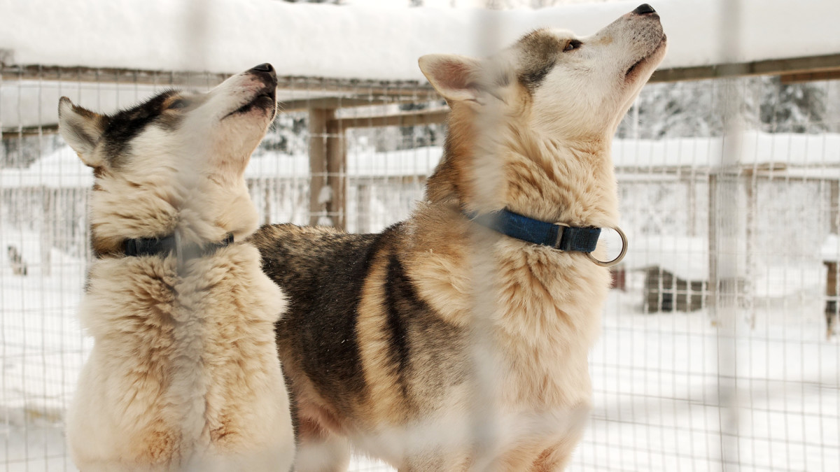 Huskyja
