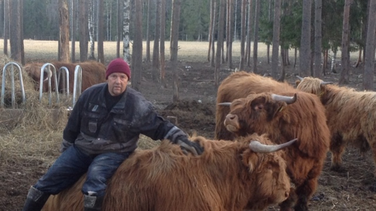 Metsäojan tilan isäntä ja Highland-sonneja