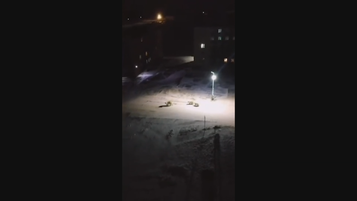 jääkarhuja kännykkävideossa