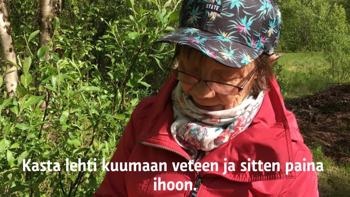 Kirsti Paltto kertoo miten pajunlehteä voi käyttää hyttysenpuremien hoidossa.