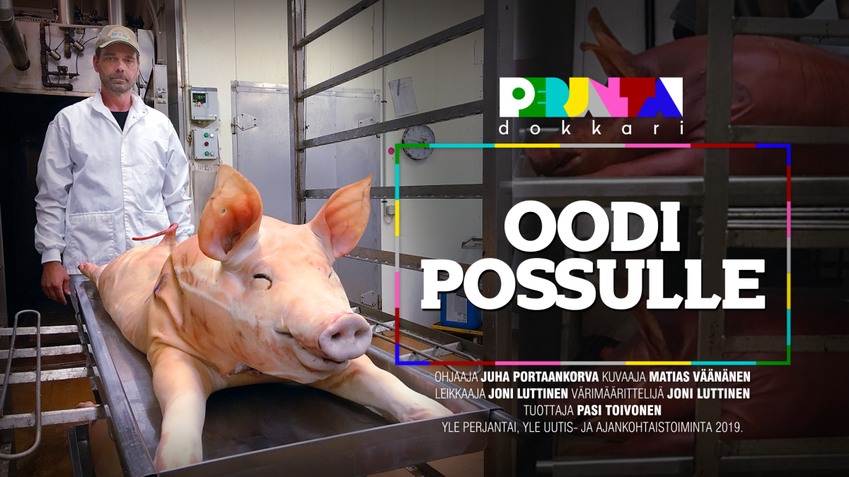 Perjantai-dokkari: Oodi possulle kertoo punkalaitumelaisesta maatilasta Metsärannan lihasta, jossa kasvaa 400-500 possua kerrallaan.