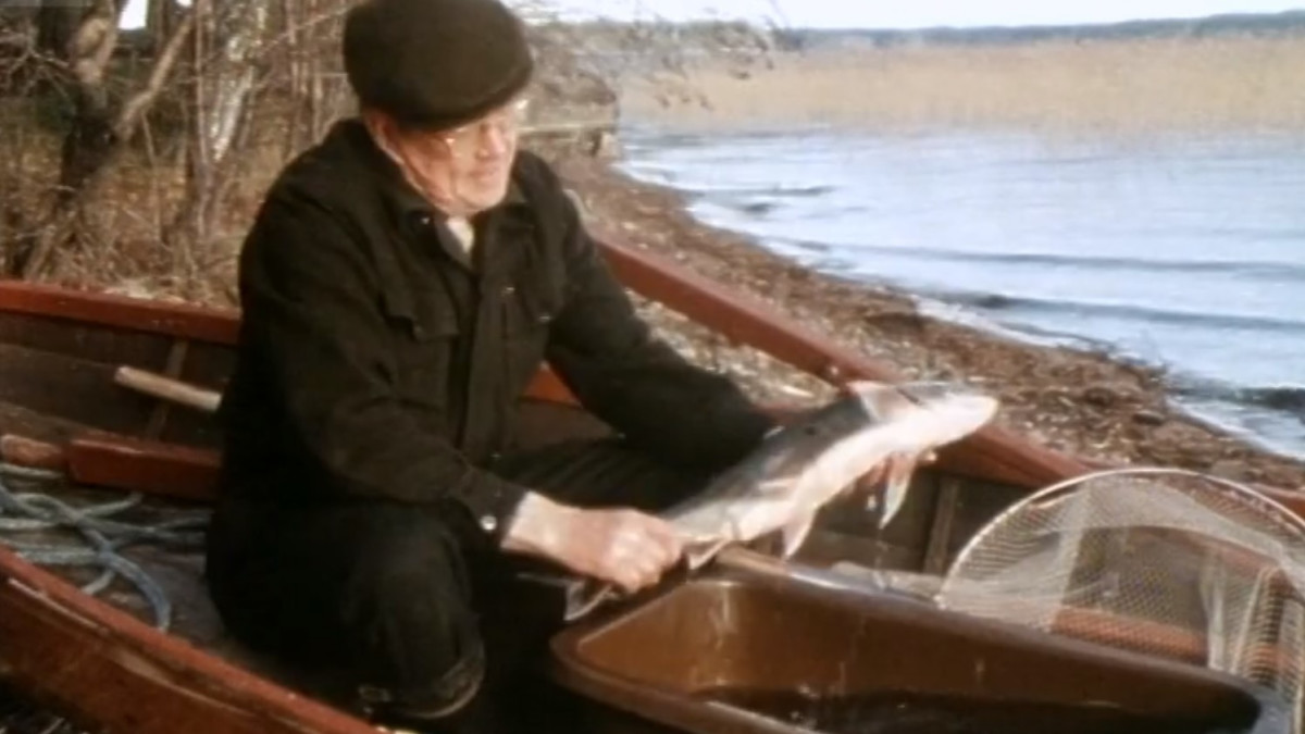 Saimaannieriä Jorma Toivosen käsissä