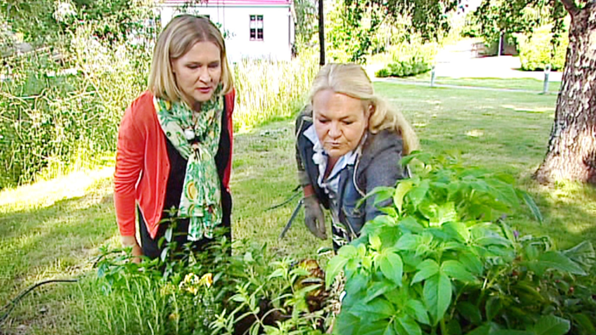 Aamu-tv:n kesäpiha.