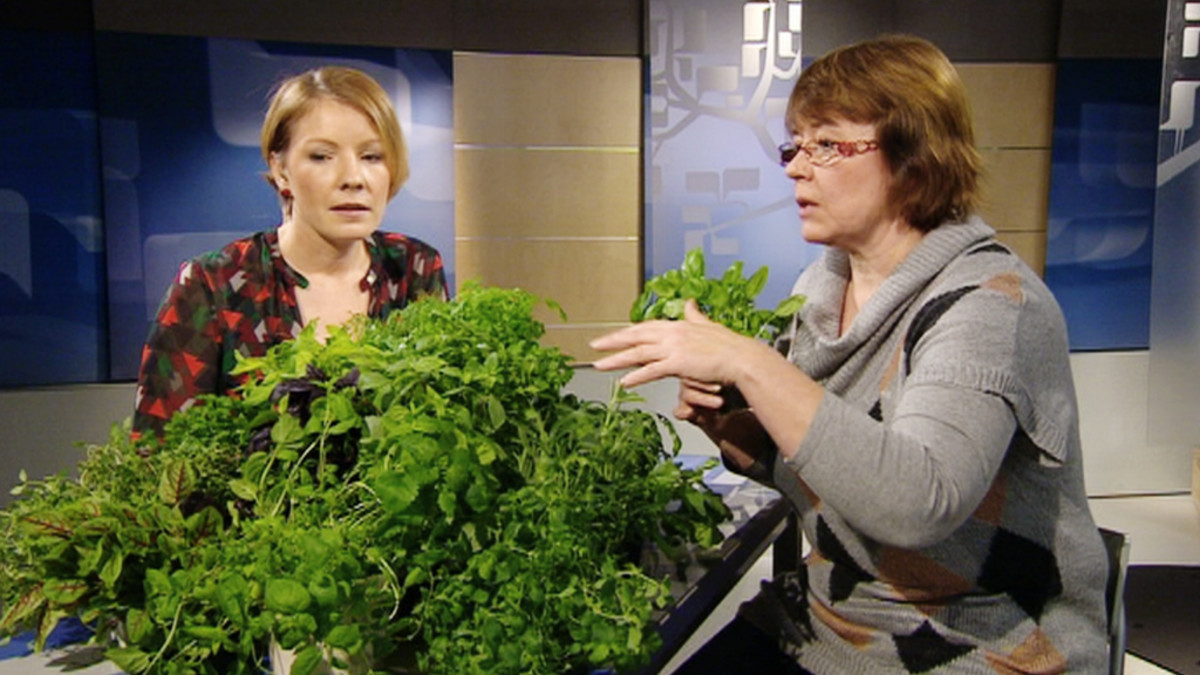 Yrttineuvoja Mervi Kannisto-Kallela Aamu-tv:n vieraana 11. maaliskuuta 2013.