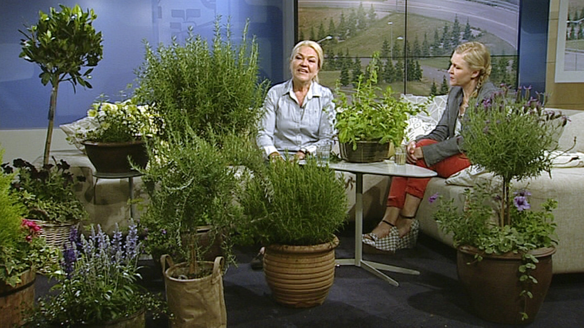 Ihmisiä ja kasveja Aamu-tv:n studiossa.