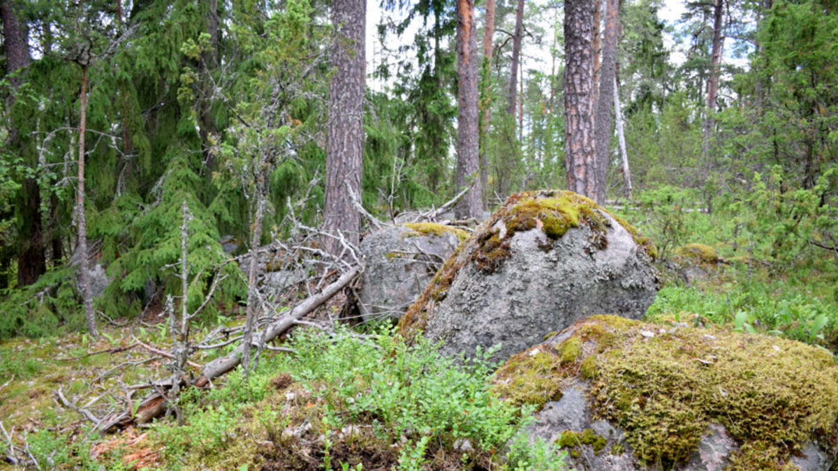 Metsämaastoa