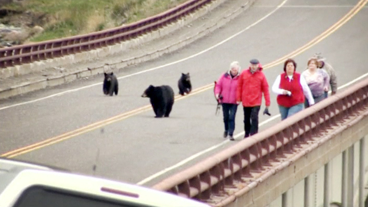 Mustakarhuja ja turisteja maantiellä Yellowstonen kansallispuistossa.