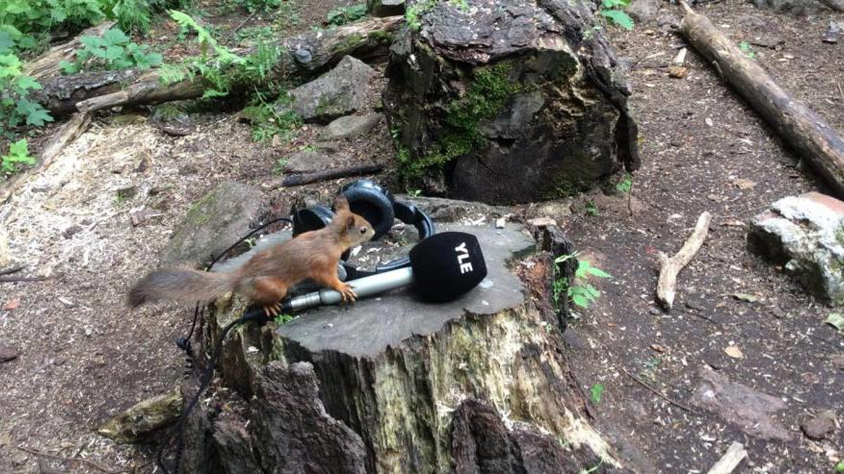orava nuuskii mikrofonia kannon päällä