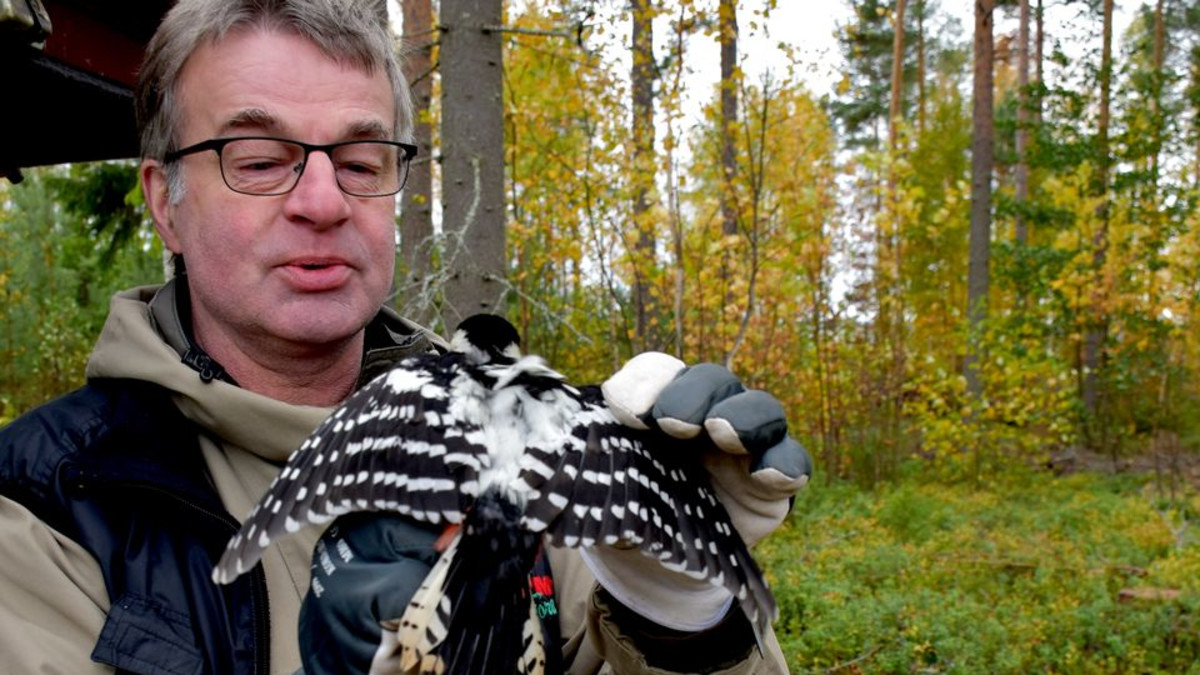 Valkoselkätikka esittelee selkäänsä Kimmo Martiskaisen pidellessä.