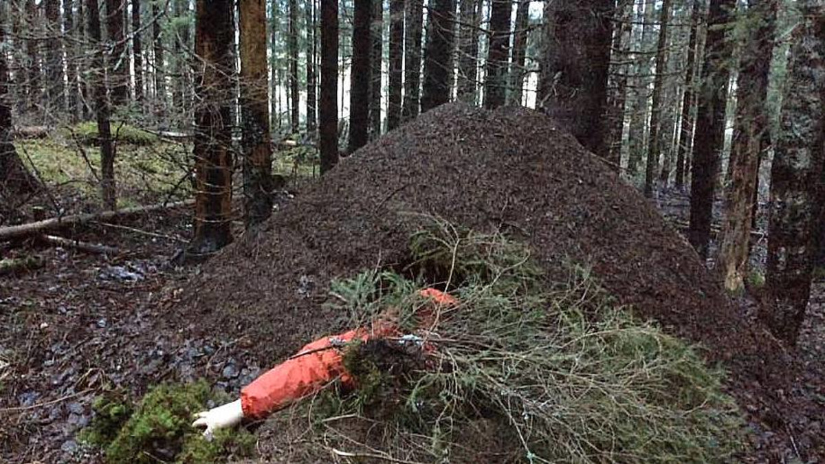 käsi kurottaa muurahaispesästä