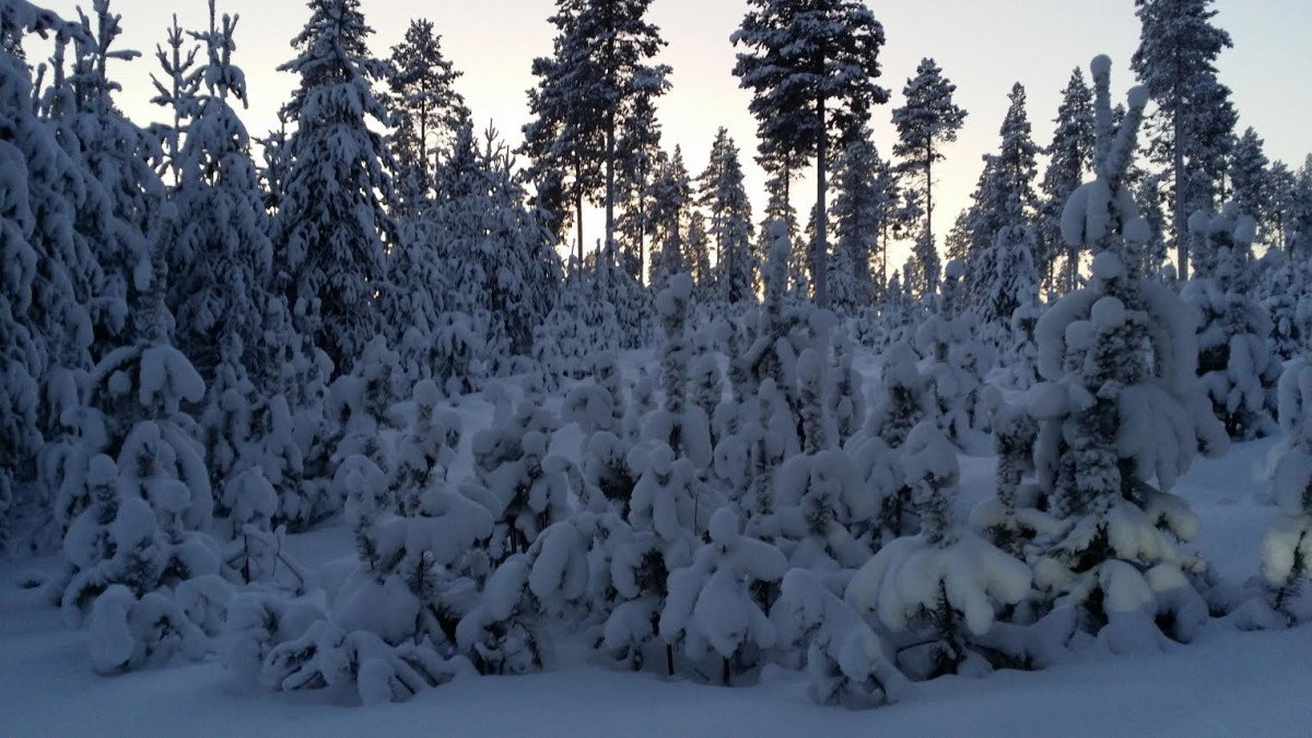 Kova pakkanen vaatii puun taimilta sietokykyä.