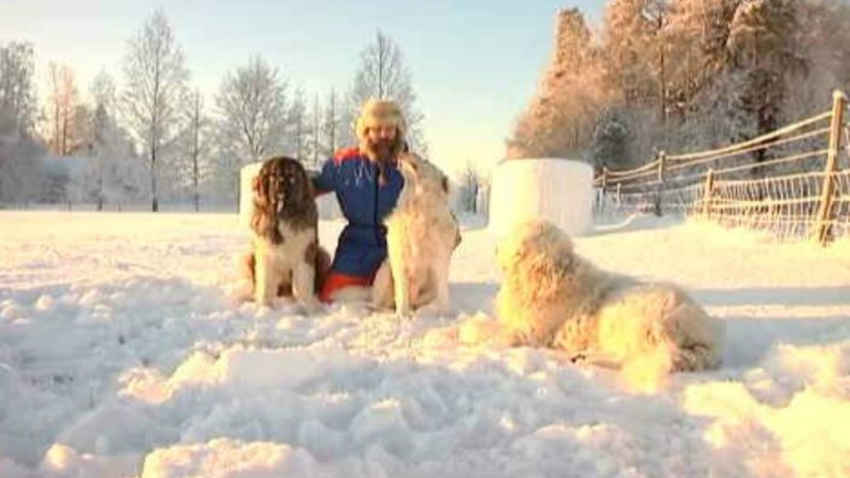 lammasfarmari ja laumanvartijakoirat