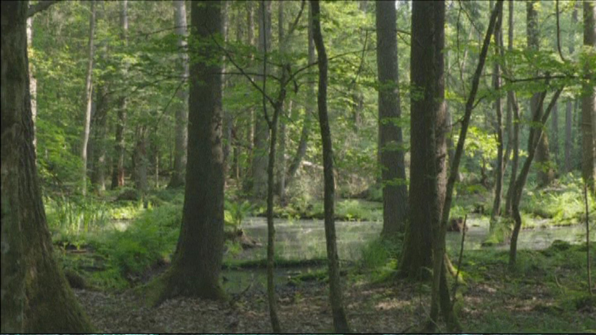 Białowieżan metsä