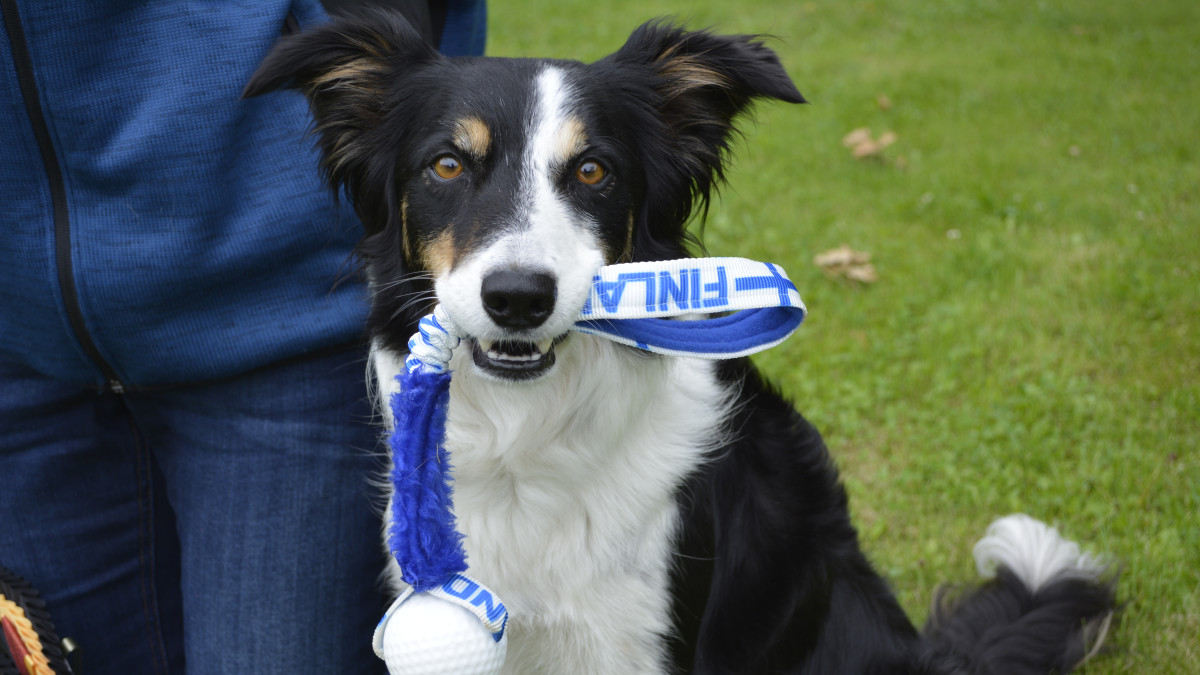 Tokon maailmanmestari, bordercollie Zip.