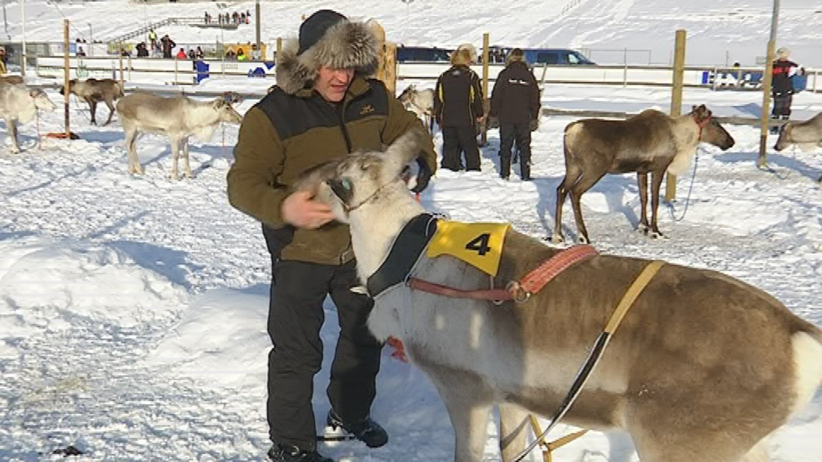 Juha Mikkola laittaa länkiä porolle