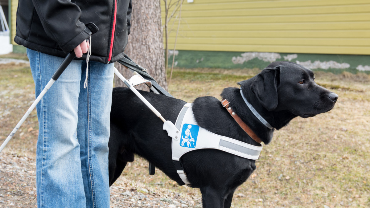 Näkövammaisen opaskoira valjaissa.