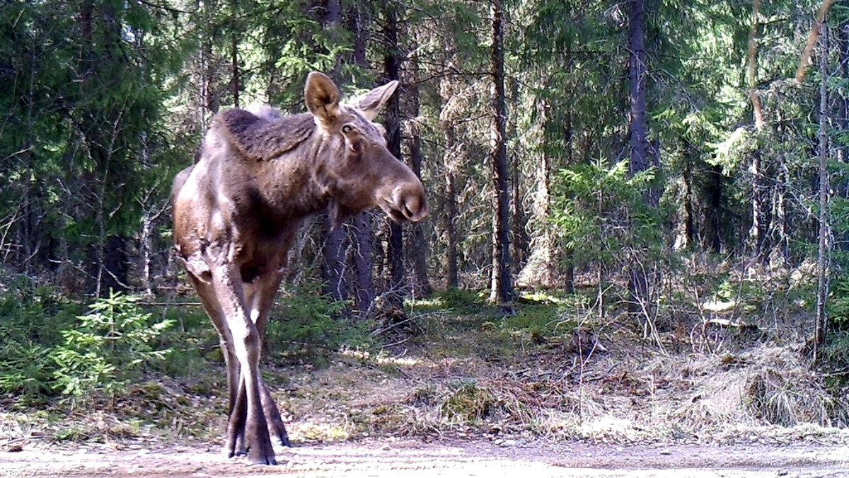 hirvi