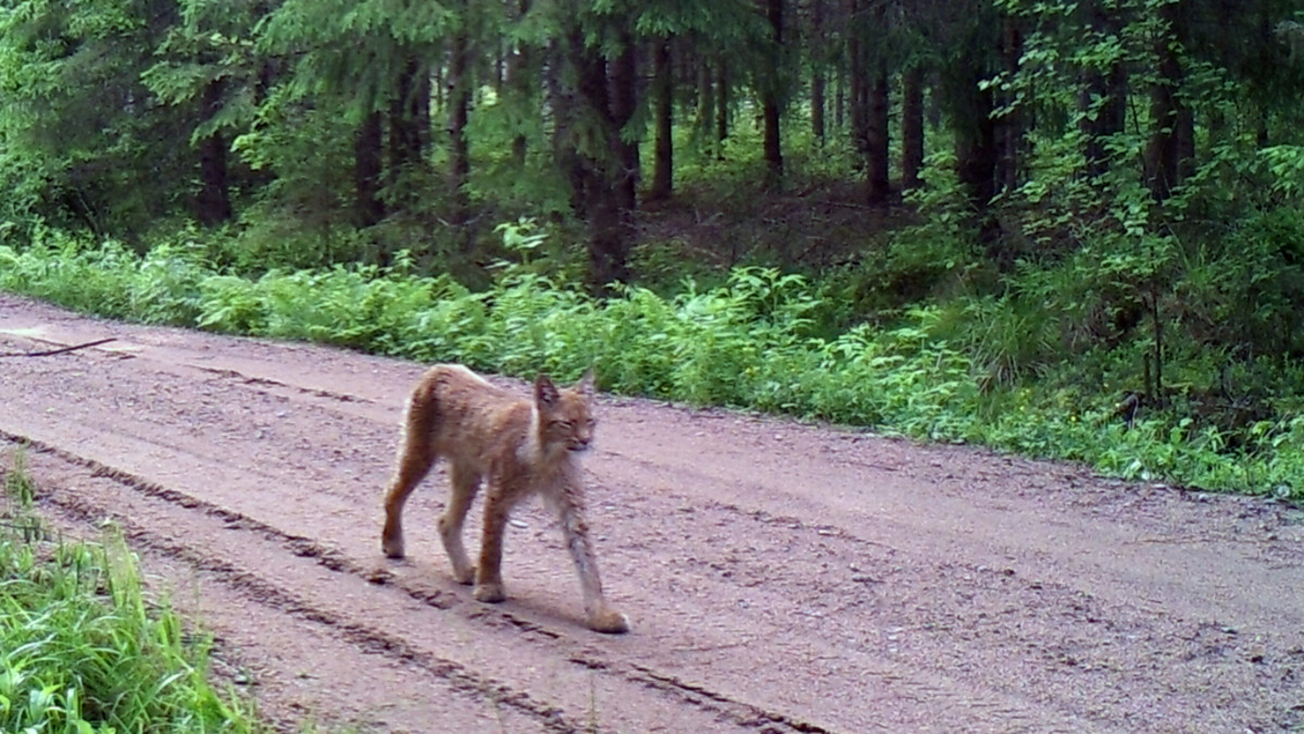 ilves