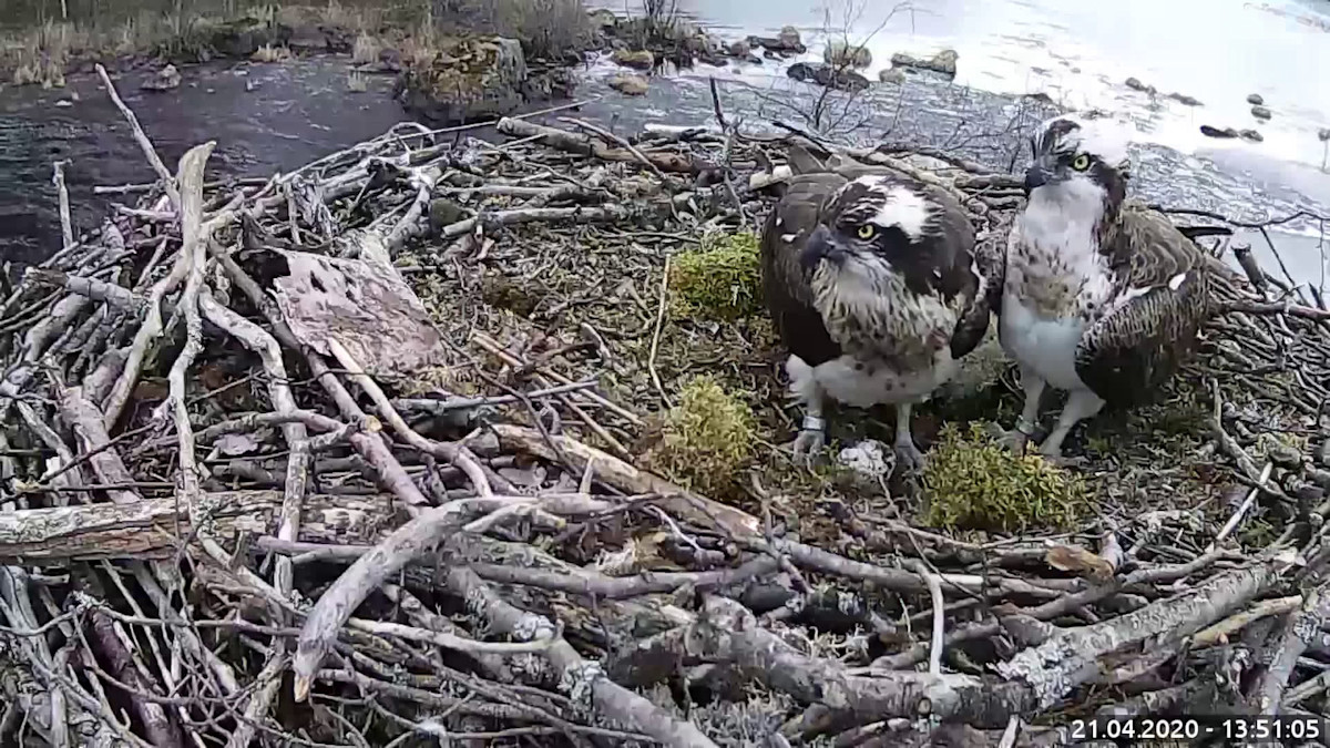 Kaksi kalasääkseä pesässä WWF: Luontolivessä.