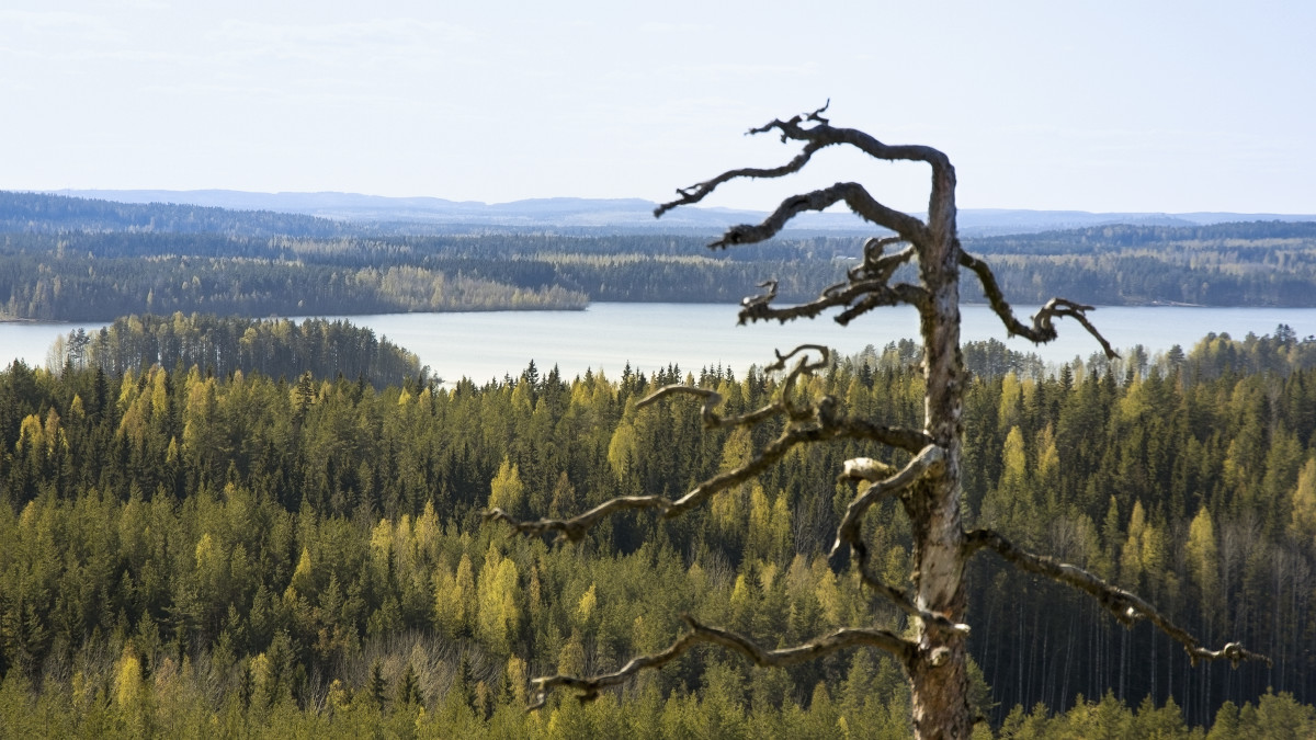 Maisema Hyyppäänvuorelta. Lievestuoreelta.