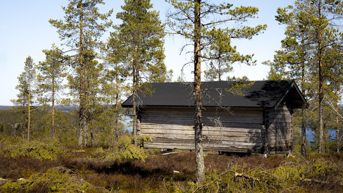 Hirsiaitta mäntyjen keskellä Lepolanvuoressa Konginkankaalla.