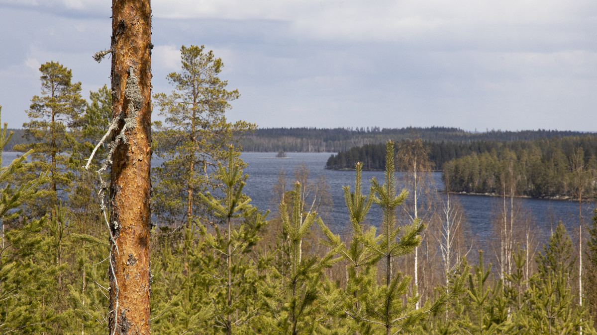 Maisema Lepolanvuorelta.