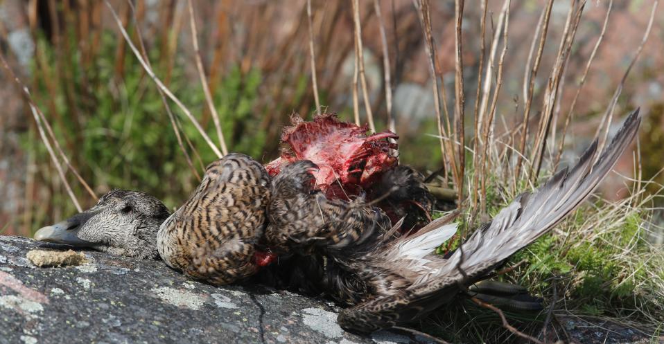 En bild på ett fågelkadaver. Fågeln är en ejder och ligger på ett berg. I bakgrunden syns gräs.