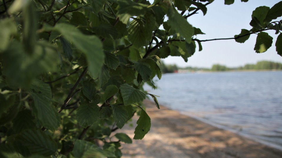 Saimaa ja rannalla kasvava leppä.