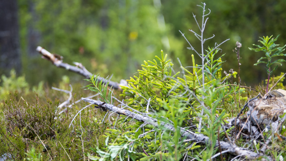 Ristijärvi Saukkovaara Metsä 2