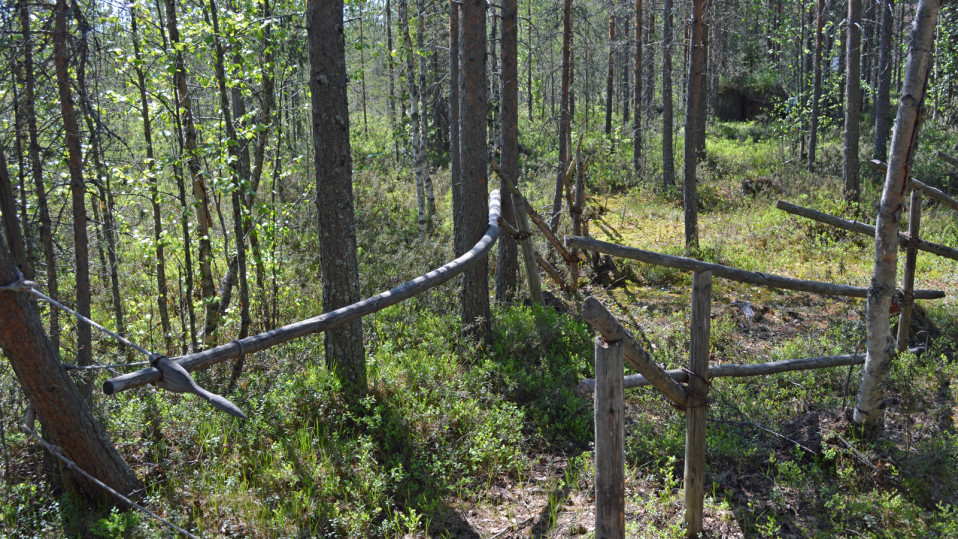 Rekonstruktio peura-ansasta Kierikin kivikautisessa kylässä Oulussa.