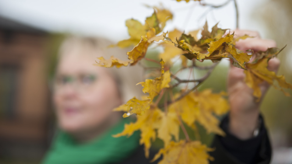 Nainen koskettaa syksyistä vaahteranoksaa.