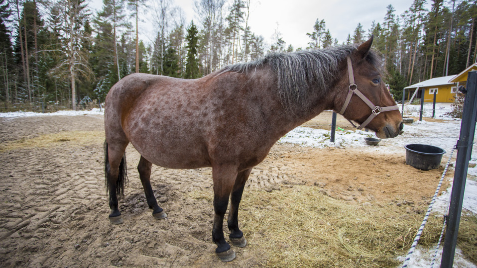 Hevonen
