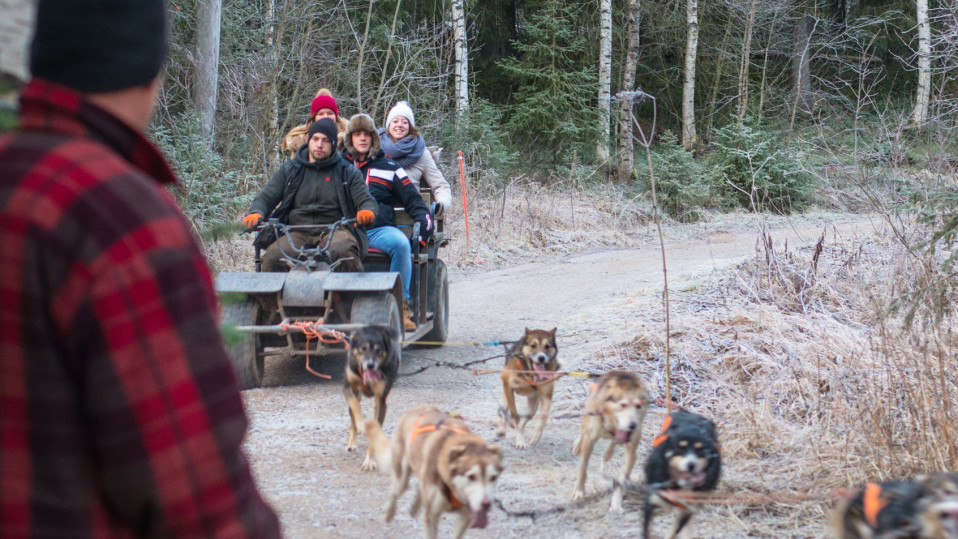 Aki Holckin vetokoirat antavat turisteille kunnon kyytiä. Lumettomuus ei haittaa sen paremmin kyytiläisiä kuin koiriakaan.