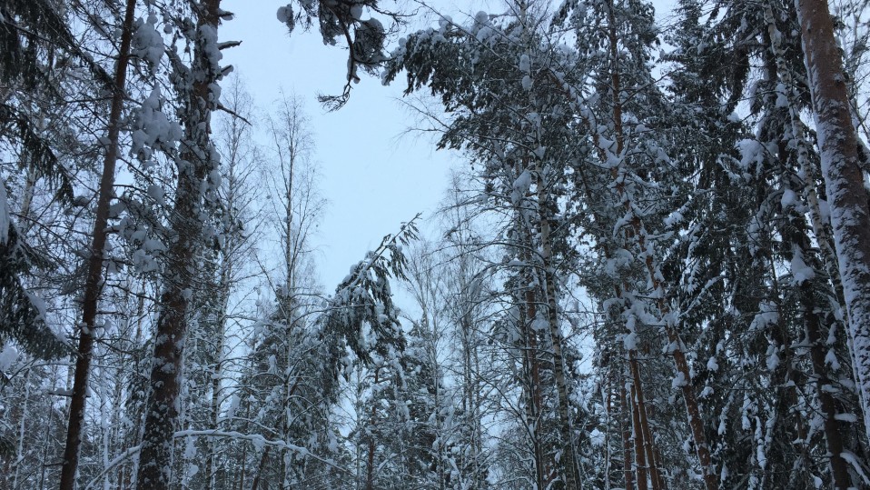 Lumen taivuttamia puita Imatralla Lammassaaren hiihtoladulla.