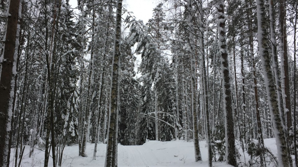 Lumen taivuttamia puita Imatralla Lammassaaren hiihtoladulla.