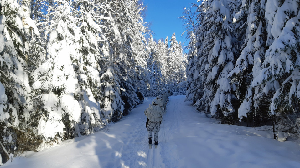 Alokkaat hiihtävät metsässä.