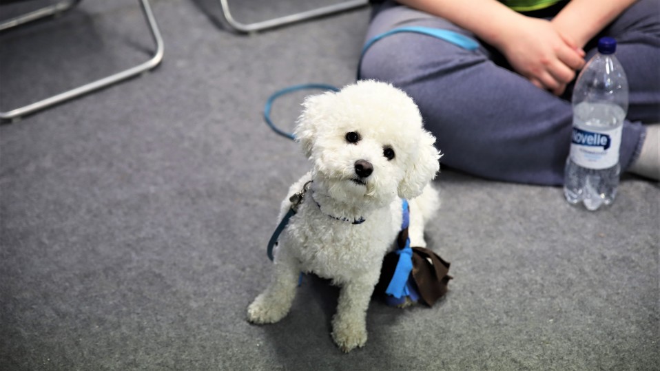 Bichon frise rotuinen koira istuu ja katsoo kameraan.