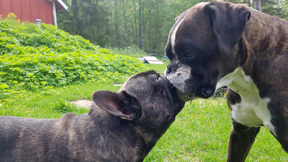 Ranskanbuldoggi ja Boxeri