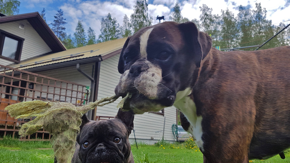 Ranskanbuldoggi ja Boxeri