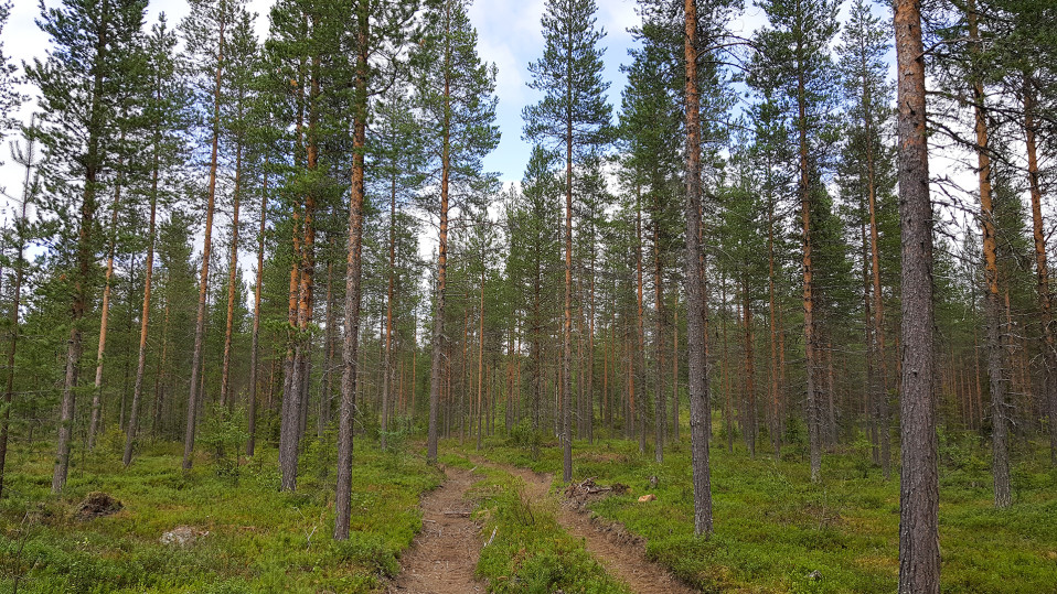 Metsää