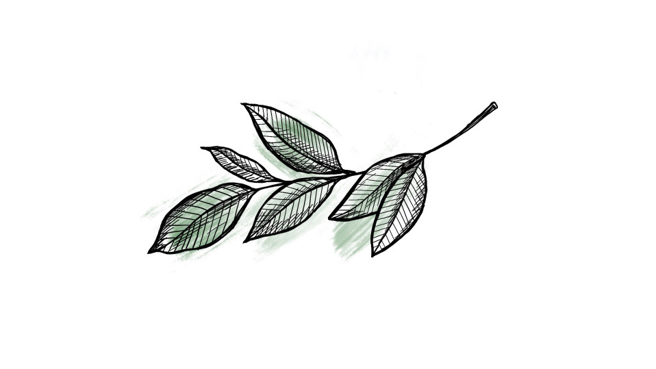 Uhanalaiset lajit