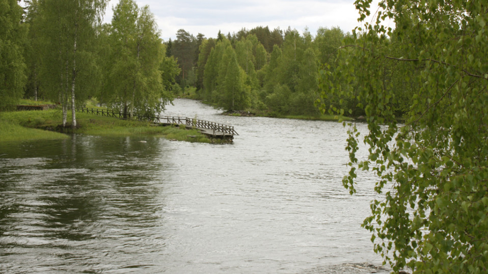 Koitajoki kesällä.